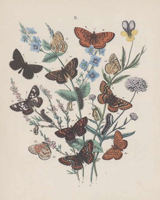 Butterflies II Antique Art Print