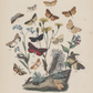 Butterflies III Antique Art Print