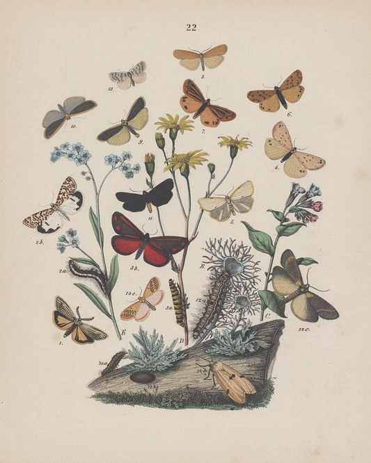 Butterflies III Antique Art Print