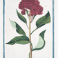 18th c. Florals I Antique Art Print
