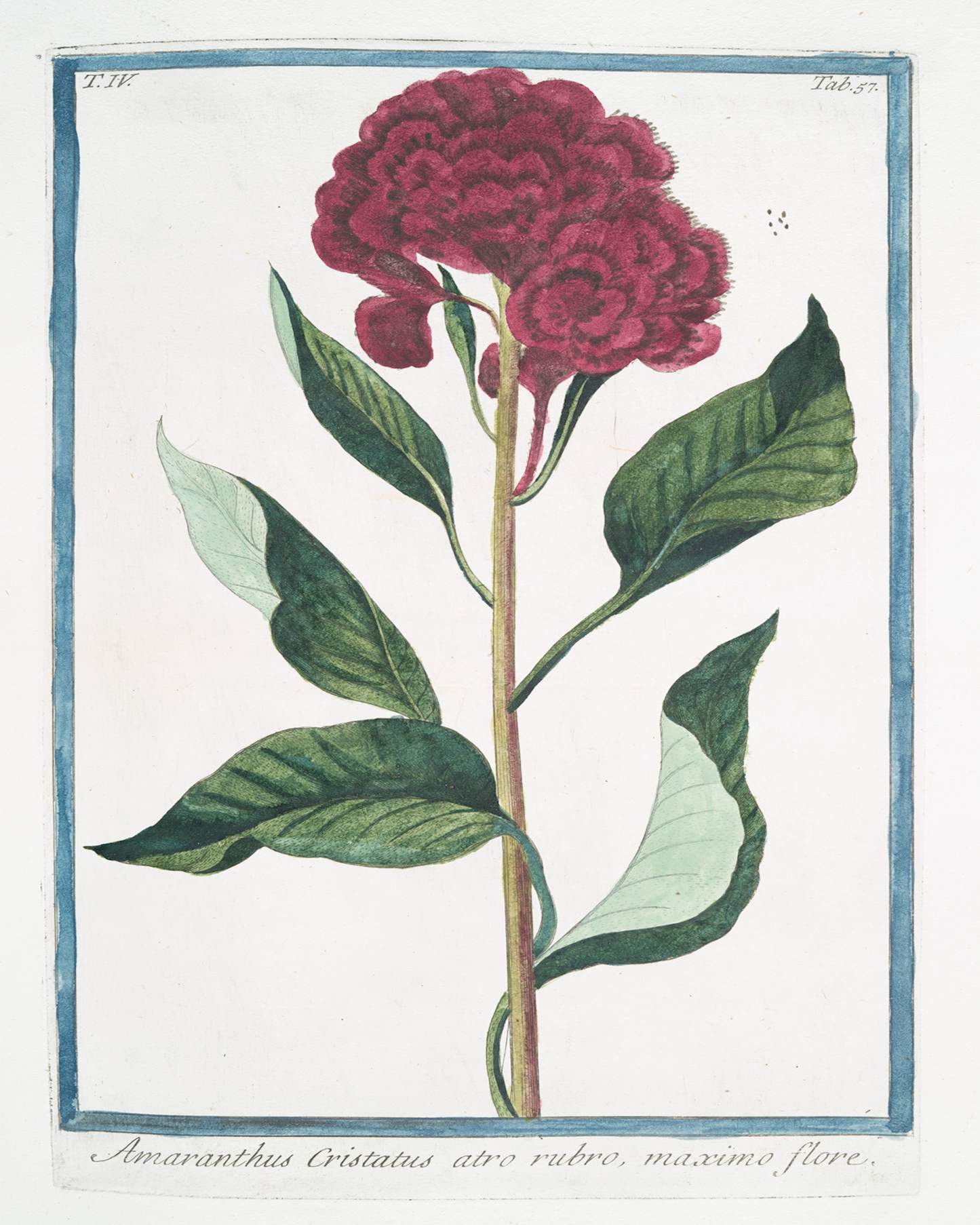 18th c. Florals I Antique Art Print
