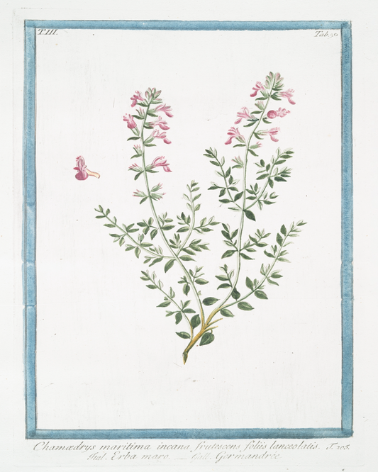 18th c. Florals III Antique Art Print