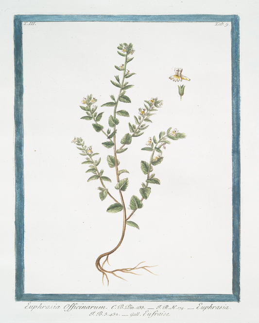 18th c. Florals IV Antique Art Print