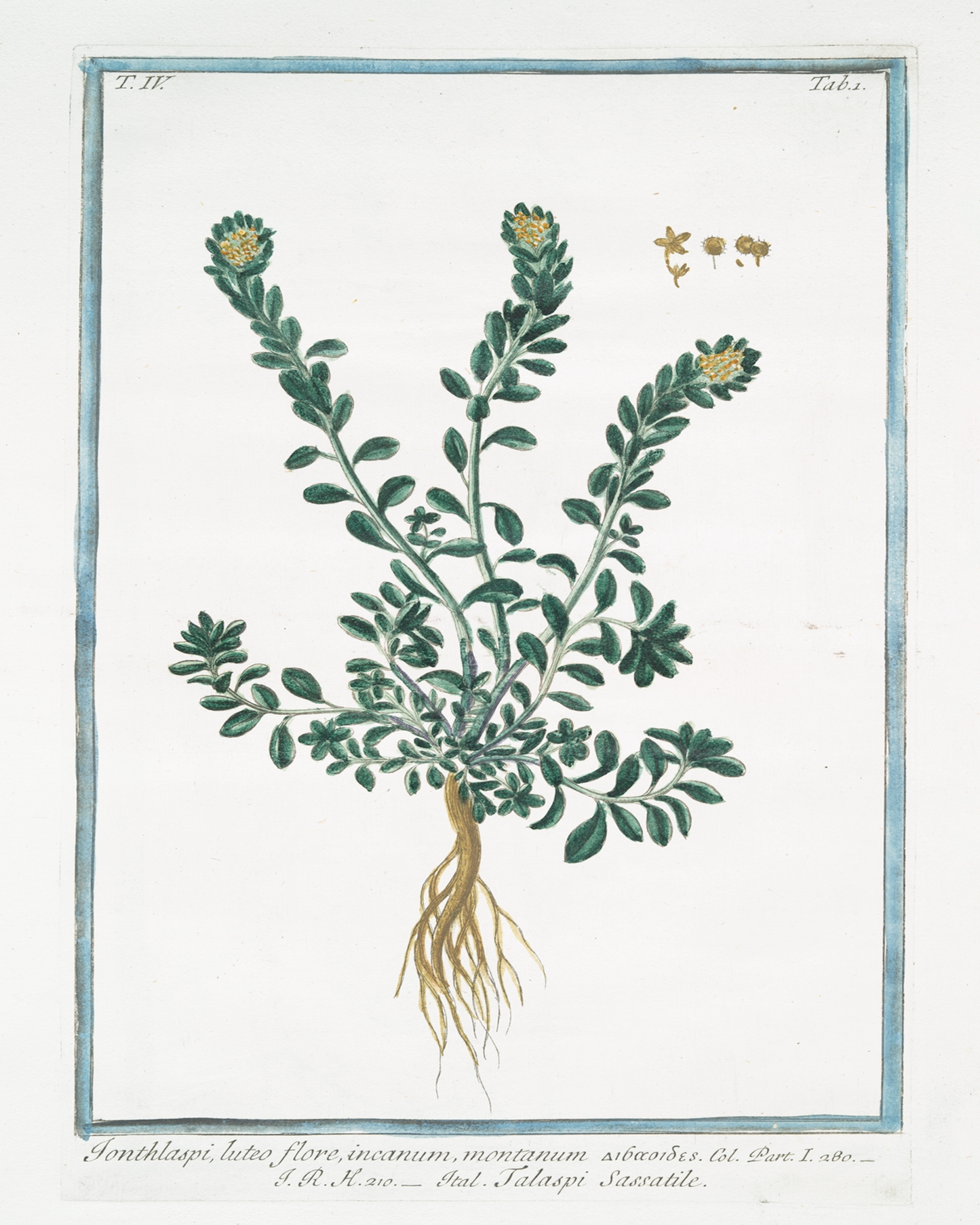 18th c. Florals VIII Antique Art Print