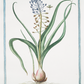 18th c. Florals IX Antique Art Print