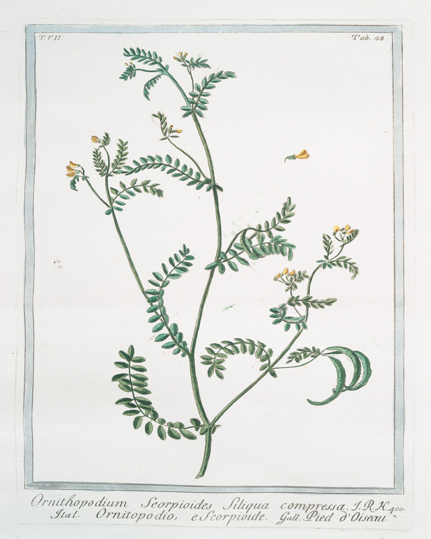18th c. Florals VI Antique Art Print
