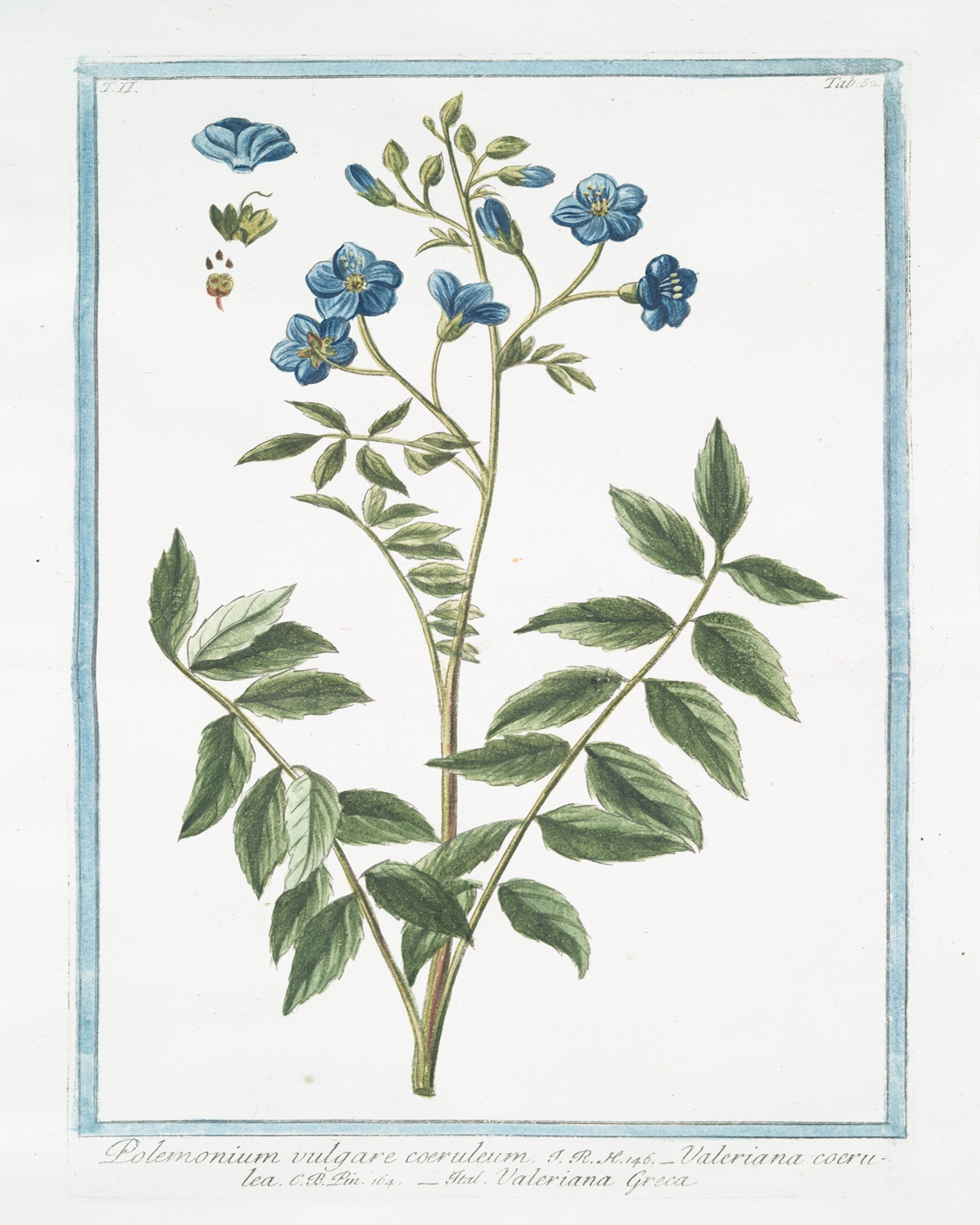 18th c. Florals X Antique Art Print