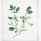 18th c. Florals XI Antique Art Print