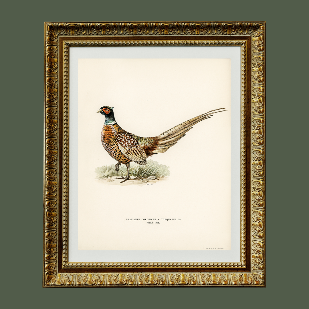 Pheasant Antique Art Print