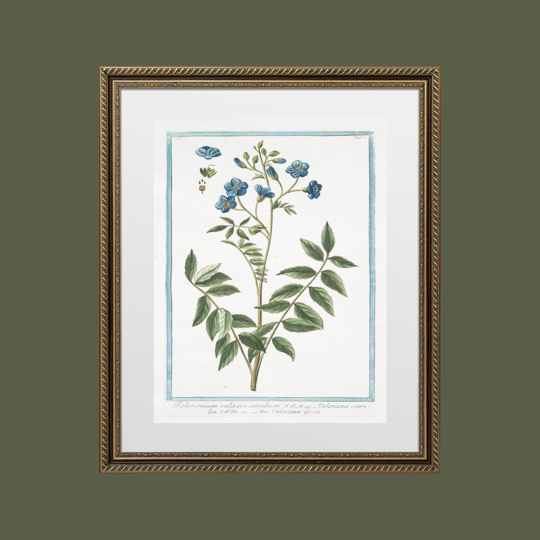 18th c. Florals X Antique Art Print