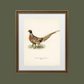 Pheasant Antique Art Print