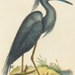 Blue Heron Antique Art Print