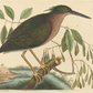 Bittern Bird Antique Art Print