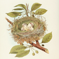 Bird Nest II Print