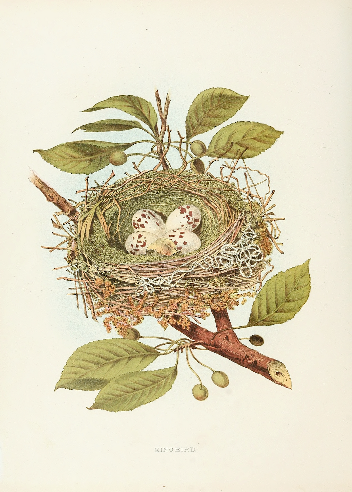 Bird Nest II Print