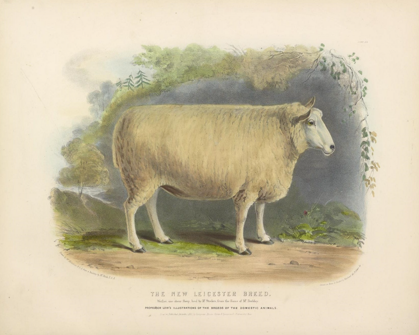 English Sheep IV Antique Art Print