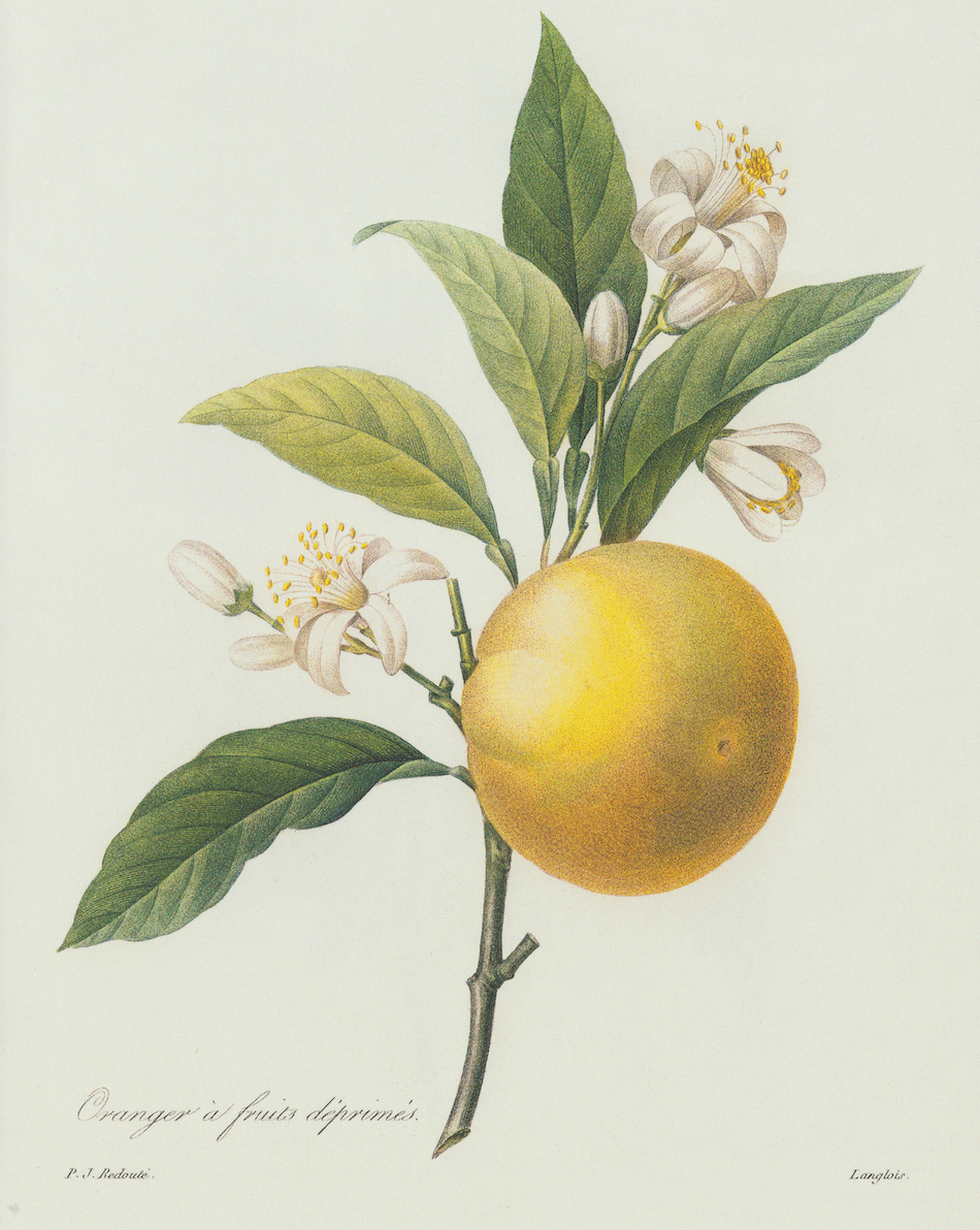 Orange Fruit Print