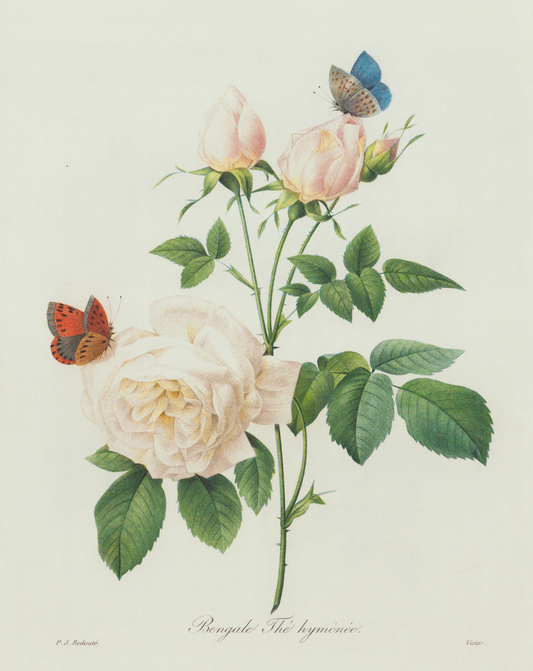 Butterfly & Roses Print