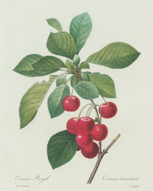 Cherries Print