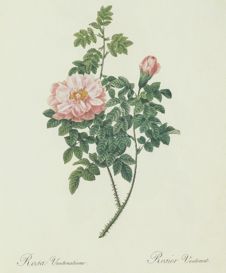Pale Pink Rose Bush Print