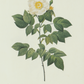 Wild White Rose Bush Print