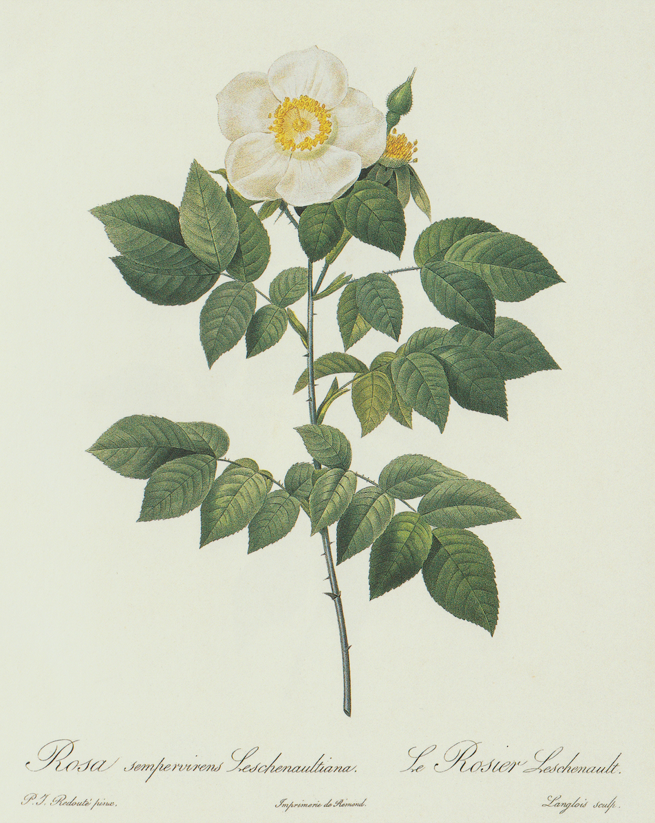 Wild White Rose Bush Print