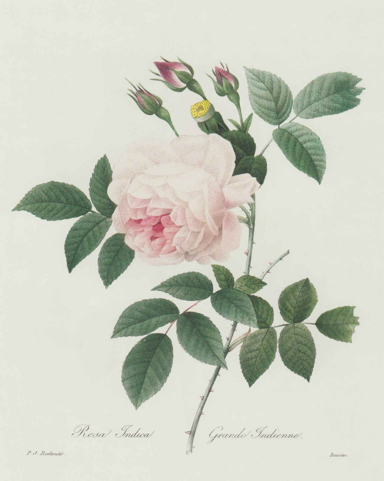 Light Pink Rose Print