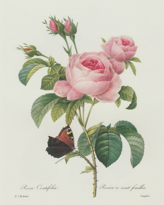 Pink Rose & Butterfly Print