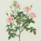 Rosebuds in Bloom Print