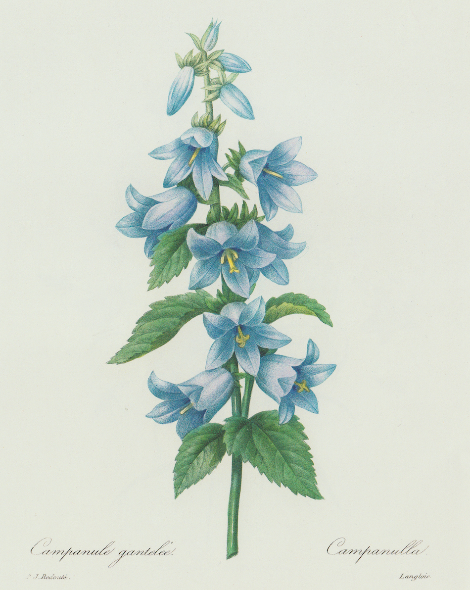 Blue Floral Print
