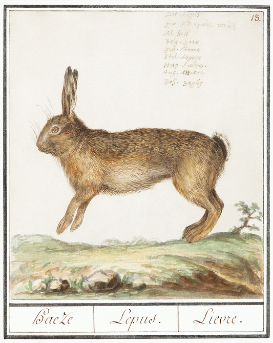 Hopping Hare Antique Art Print
