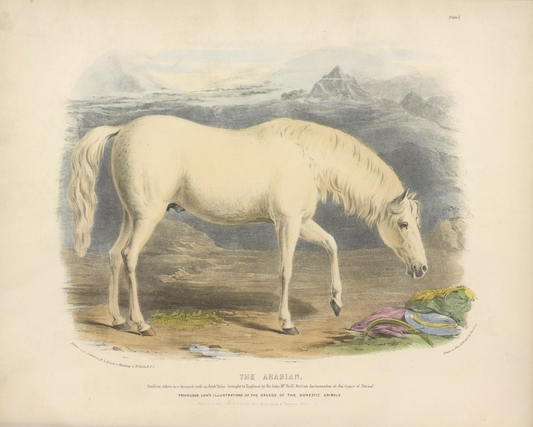 British White Horse Antique Art Print