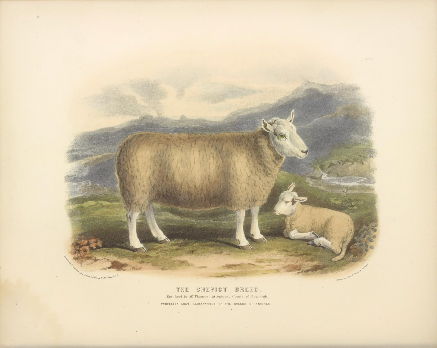 English Sheep II Antique Art Print
