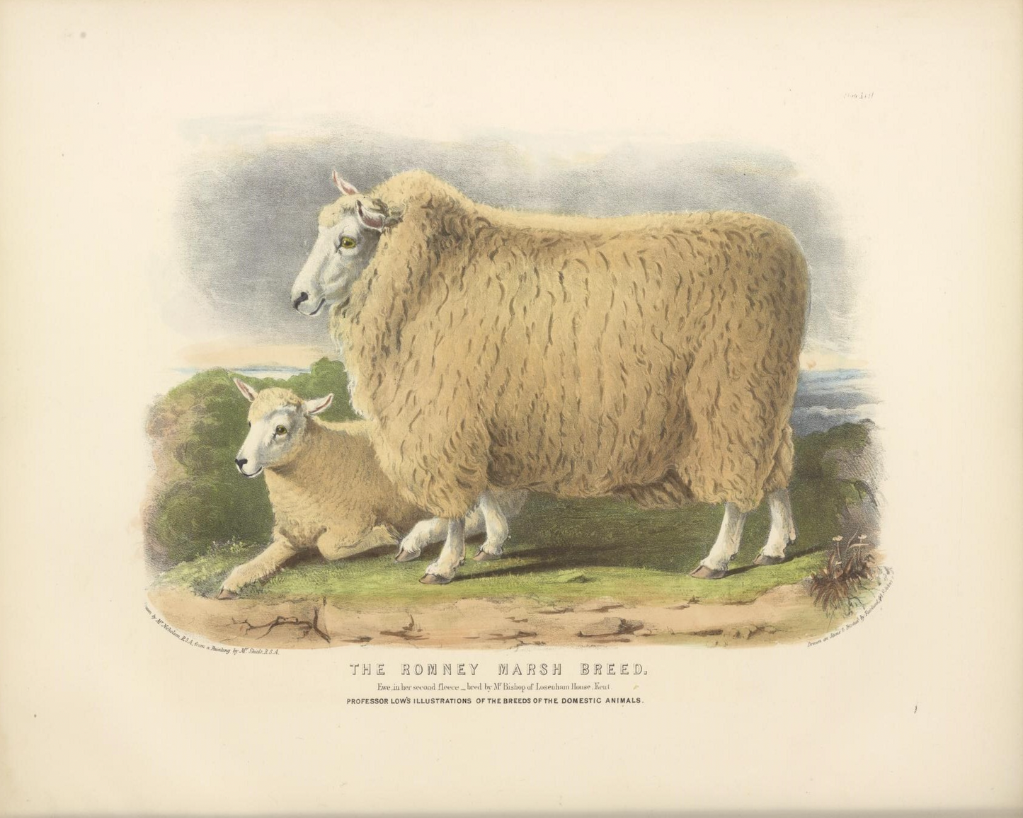 English Sheep I Antique Art Print