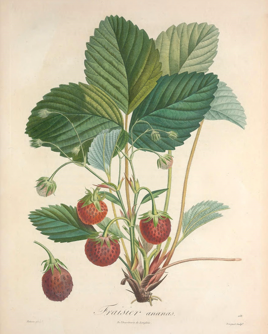 19th c. Strawberry Bush II