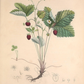 19th c. Strawberry Bush III