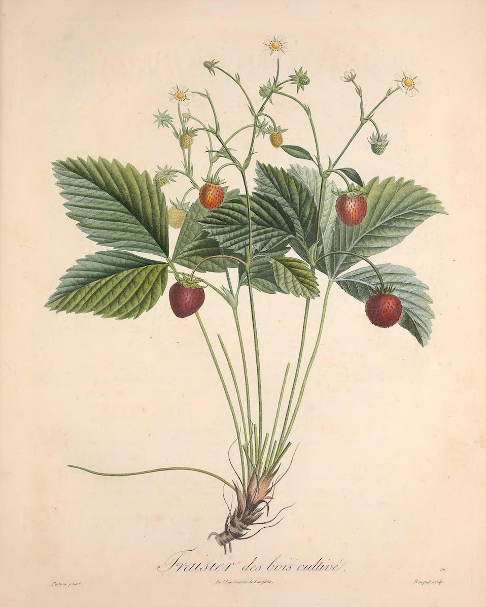 19th c. Strawberry Bush IV