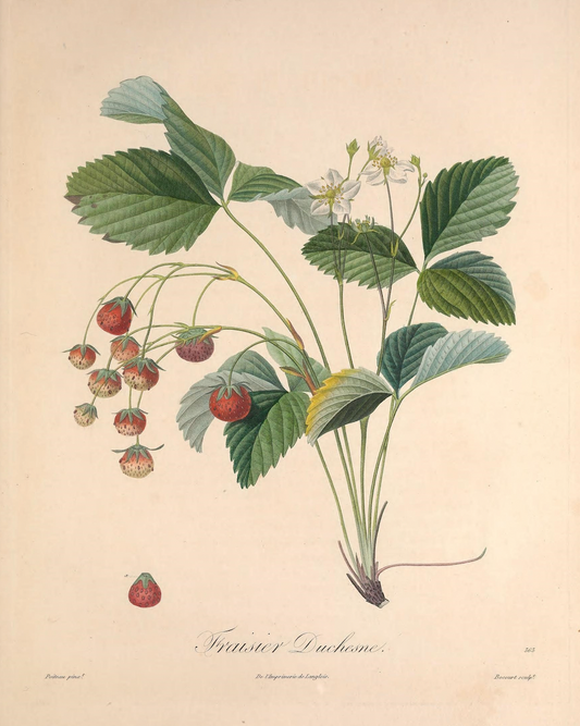 19th c. Strawberry Bush V