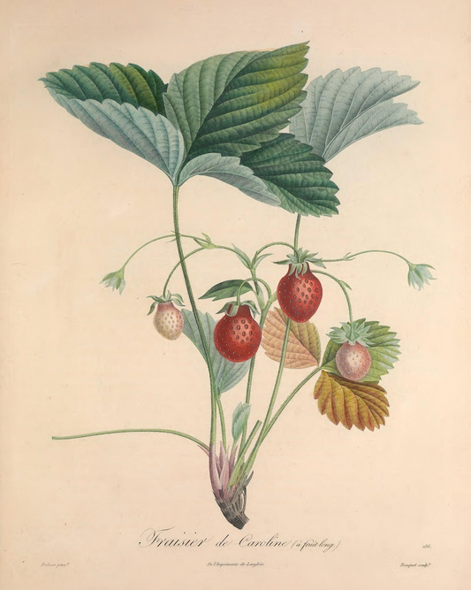 19th c. Strawberry Bush VI