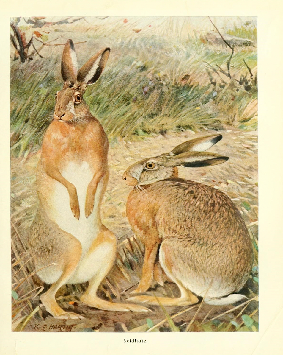 Two Hares in a Field Antique Art Print