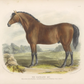 British Bay Horse Antique Art Print