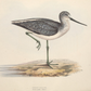 English Sandpiper Bird Antique Art Print