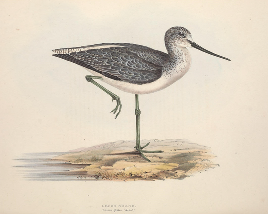 English Sandpiper Bird Antique Art Print