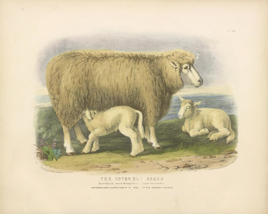 English Sheep III Antique Art Print