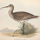 English Curlew Bird Antique Art Print