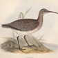 English Whimbrel Bird Antique Art Print