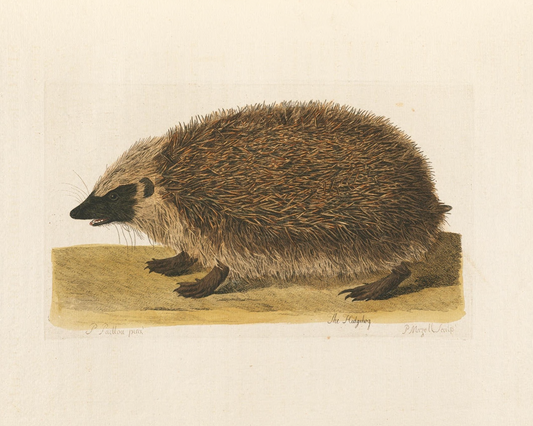 The Hedgehog 1766 Print