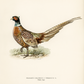 Pheasant Antique Art Print