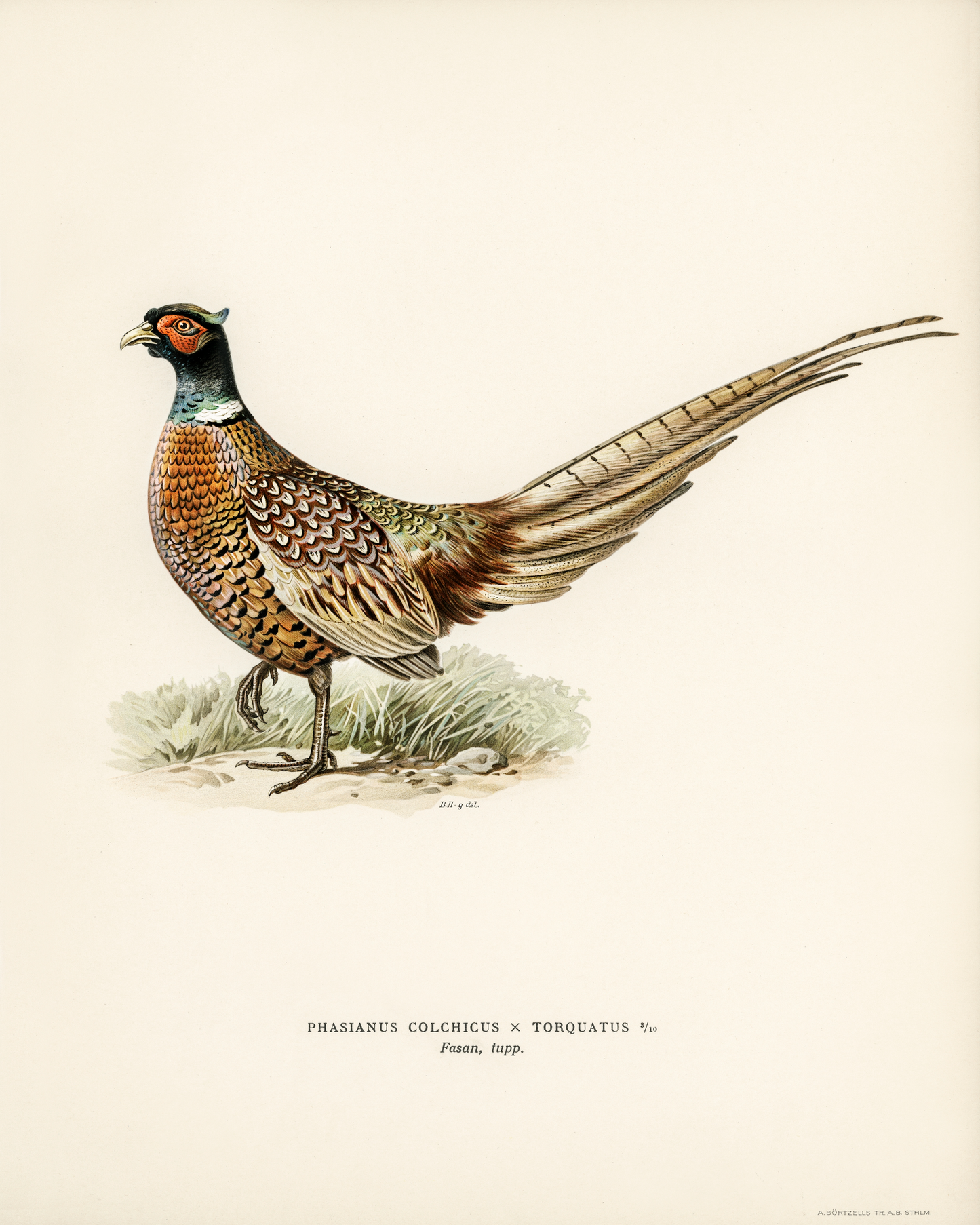 Pheasant Antique Art Print