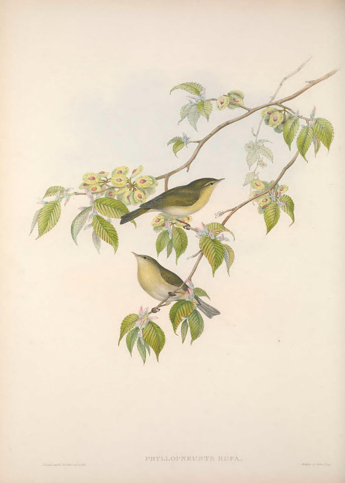 Birds of Great Britain II Print